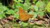 Argynnis paphia